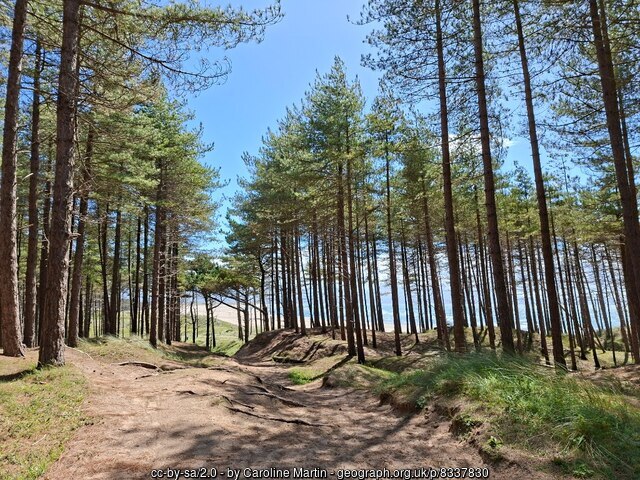 A sandy path winding through Corsican pines in Newborough Forest — the quiet approach before the trees open onto the dunes and the sea.